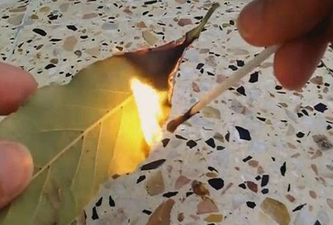 Κάψτε αμέσως ένα φύλλο δάφνης στο σπίτι σας- Ο λόγος θα σας τρελάνει τελείως…